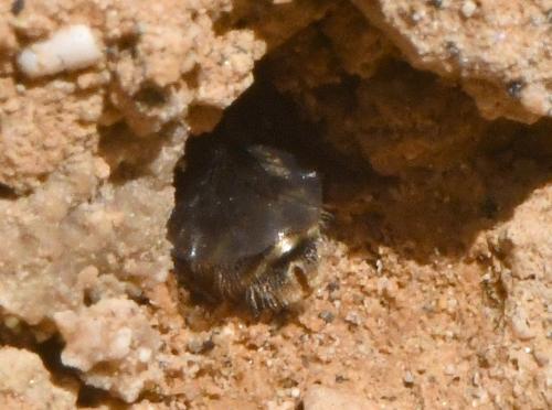 Lasioglossum sp.